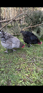 Haudemunad marans, cayuga ristand part (3 foto / 6)