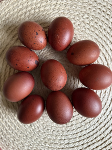 Haudemunad marans, cayuga ristand part (1 foto / 6)