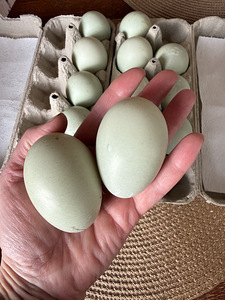 Haudemunad marans, cayuga ristand part (5 foto / 6)