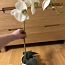 ShiShi orhidee (foto #2)