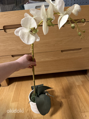 ShiShi orhidee (foto #2)