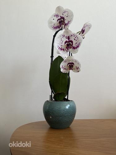 Orhidee (foto #1)