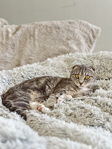 Scottish fold (1 valokuva sivusta 2)