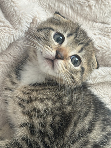 Scottish Fold urospentu (2 valokuva sivusta 3)