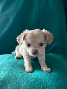 Chihuahua kutsikad (2 foto / 4)