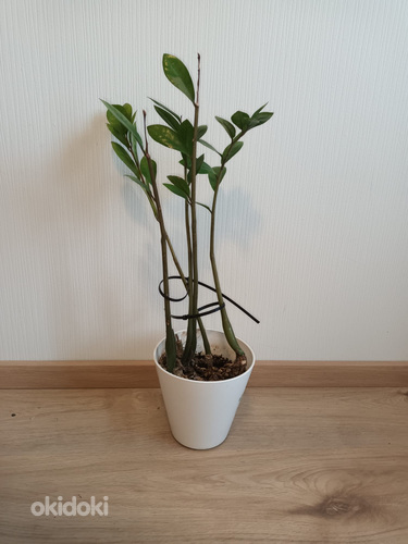 Растение (фото #1)