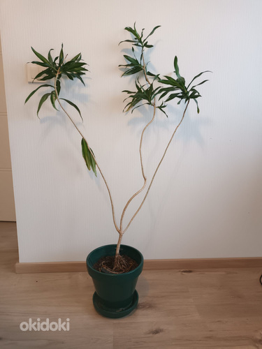 Растение (фото #1)