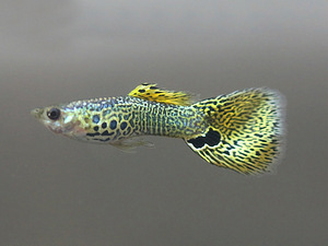 Yellow Cobra guppy (2 foto / 3)