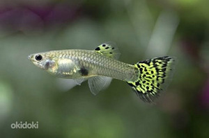 Yellow Cobra guppy (3 foto / 3)