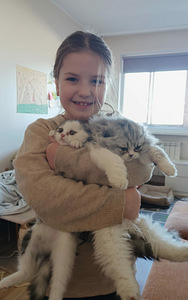 Скоттиш фолд ,страйт котята. (3 фото из 3)