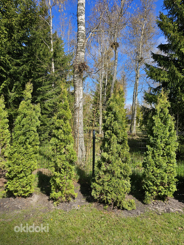 Туя западная Holmstrup 210-240см