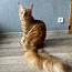 Котята Мейн-кунс (фото #3)