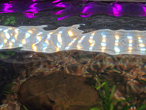 2 akvaariumi lampi