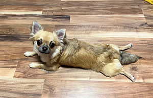 Ilus energiline,noor chihuahua.Otsin sõbrannat.❤ (3 foto / 4)