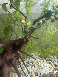 Teod Ampularia, Helena, Melanoides tuberculata, taimed (1 foto / 4)