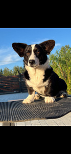 Welsh corgi cardigan kutsikas (1 foto / 2)