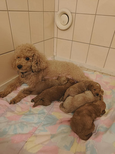 Kääpiövillakoiran pentu (1 valokuva sivusta 1)