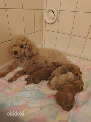 Kääpiövillakoiran pentu