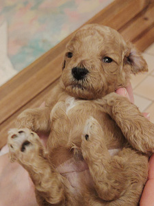 Kääpiövillakoiran pennut (4 valokuva sivusta 6)