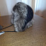 Hõberebase karusnahaga talvemüts.Новая зимняя шапка из черно (фото #2)