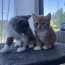 Armsad kassipojad/Cute kittens (foto #1)