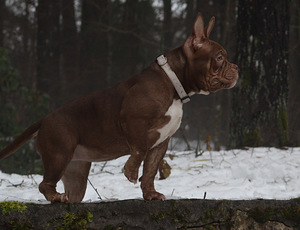 American pocket bully (2 фото из 10)