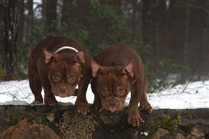 American pocket bully (5 фото из 10)