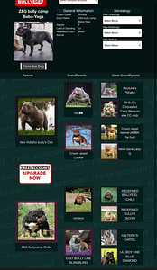 American pocket bully (7 фото из 10)