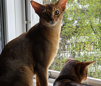 Абиссинский котёнок