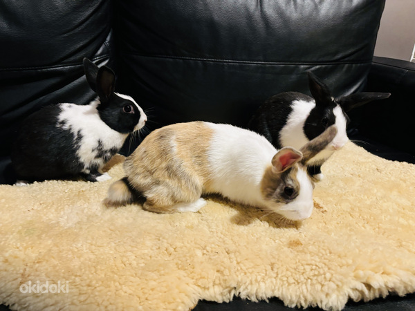 Короткошерстные мини-кролики (фото #1)
