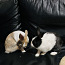 Короткошерстные мини-кролики (фото #3)
