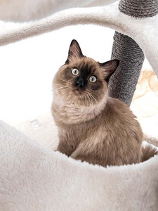 PETREBELS Kraapimispuu Catharina160, cappuccino, hall, kreem (9 foto / 10)