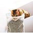Kuivatatud naistenõges kassi meelitamiseks (foto #2)