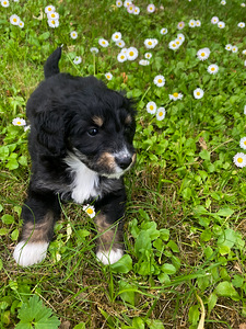 Imearmas väikese koera kutsikas (1 foto / 6)
