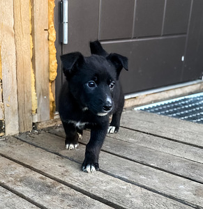 Väikese koera kutsikas (4 foto / 4)