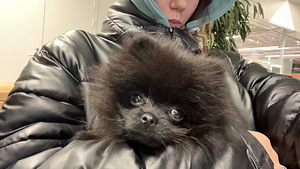 Pommeri spitsi kutsikas (poiss) (2 foto / 2)
