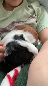 Merisigade aretus (Merisigade paaritamine) (3 foto / 3)