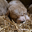 Siūlau rezervuoti Vidurinės Azijos aviganio šuniukus (nuotrauka #2)