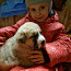 Siūlau rezervuoti Vidurinės Azijos aviganio šuniukus (nuotrauka #3)