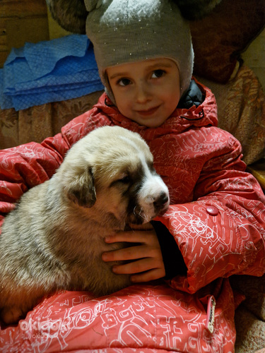 Siūlau rezervuoti Vidurinės Azijos aviganio šuniukus (nuotrauka #3)