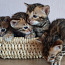 Бенгальские котята. (фото #4)