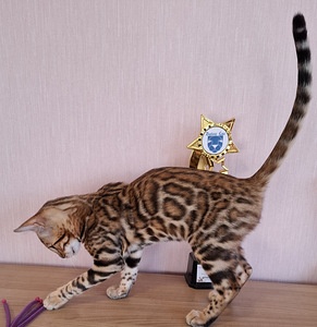 Бенгальские котята (2 фото из 6)