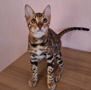Бенгальские котята (4 фото из 6)