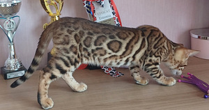 Bengal (7 foto / 9)