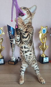 Bengal (8 foto / 9)