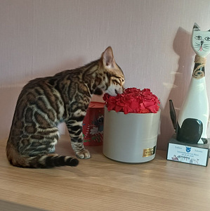 Бенгальские котята (1 фото из 8)
