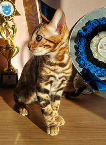 Бенгальские котята (3 фото из 8)