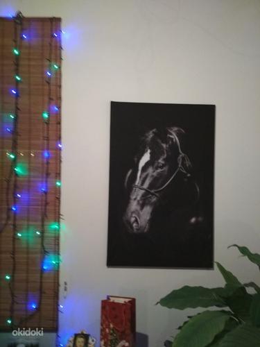 Pilt hobune (foto #1)