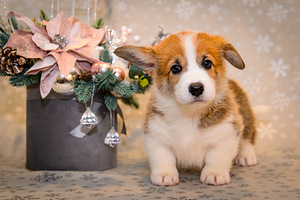 Welsh corgi pembroke EKL/FCI (5 foto / 10)