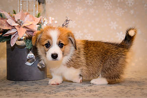 Welsh corgi pembroke EKL/FCI (2 foto / 10)